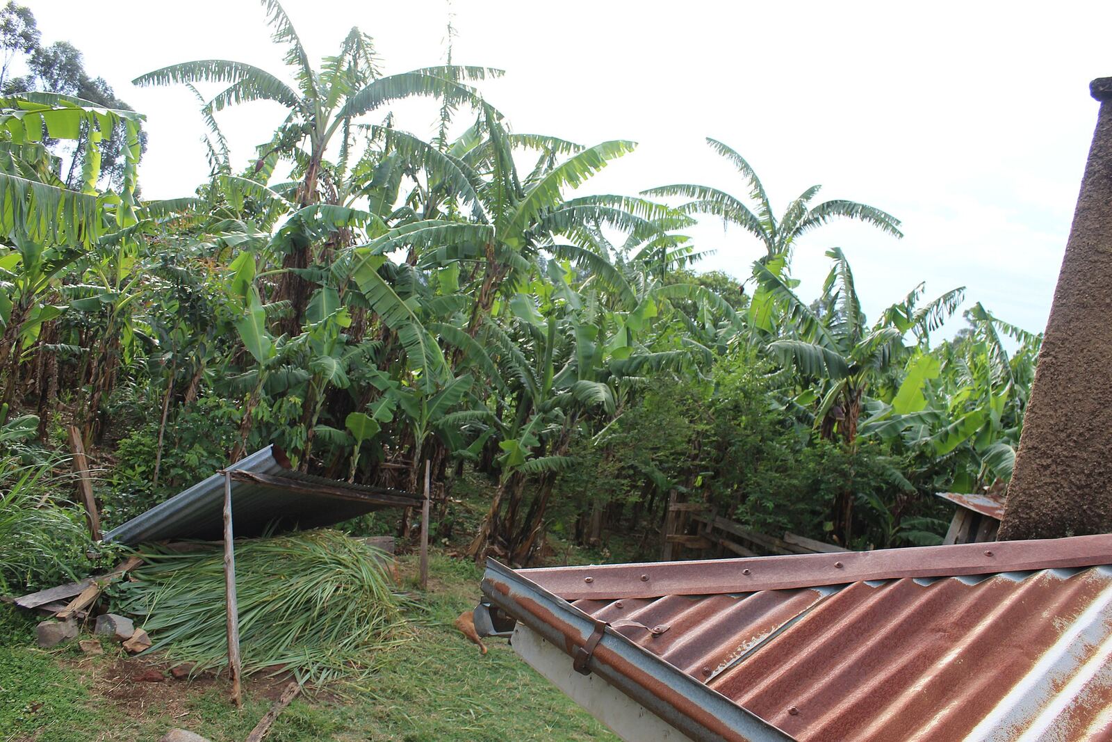 Bananas growing beside a home in western Kenya