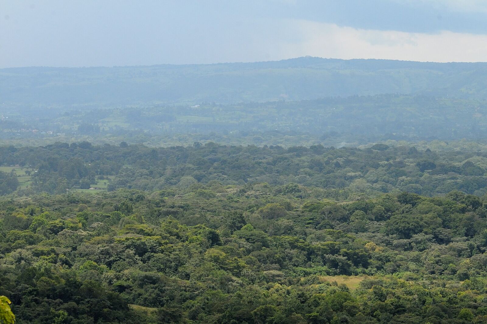 Kakamega Forest stretching away to the hills