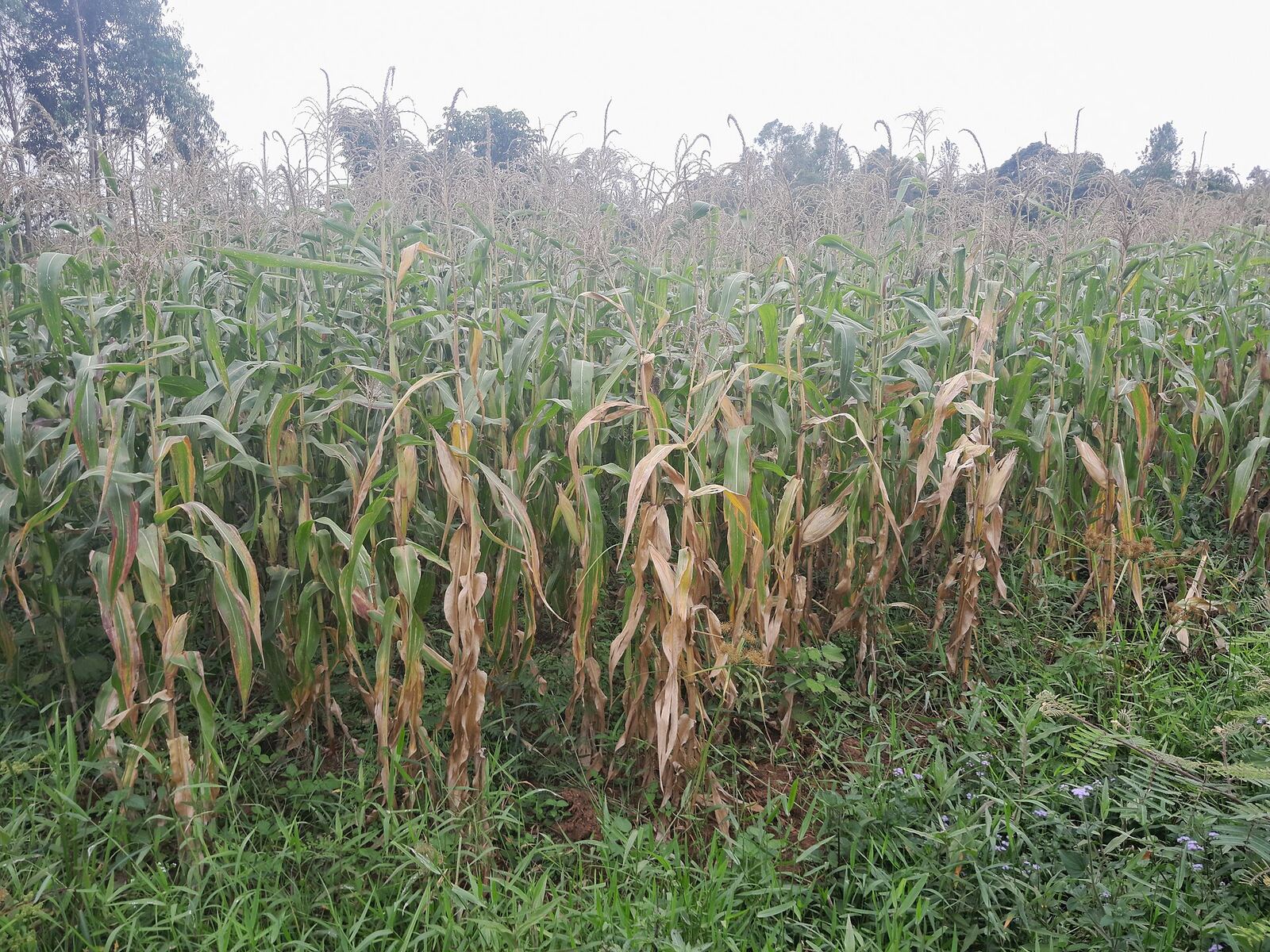 Maize growing on a farm in Siaya County