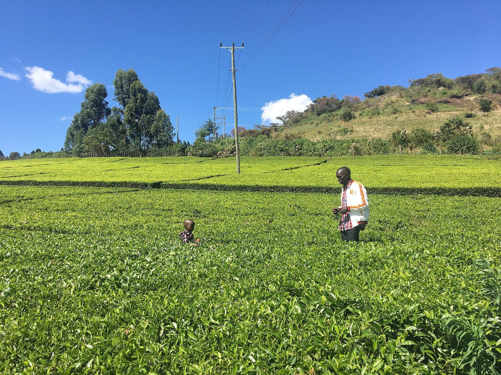 Tea fields in Nandi with a picker among the bushes