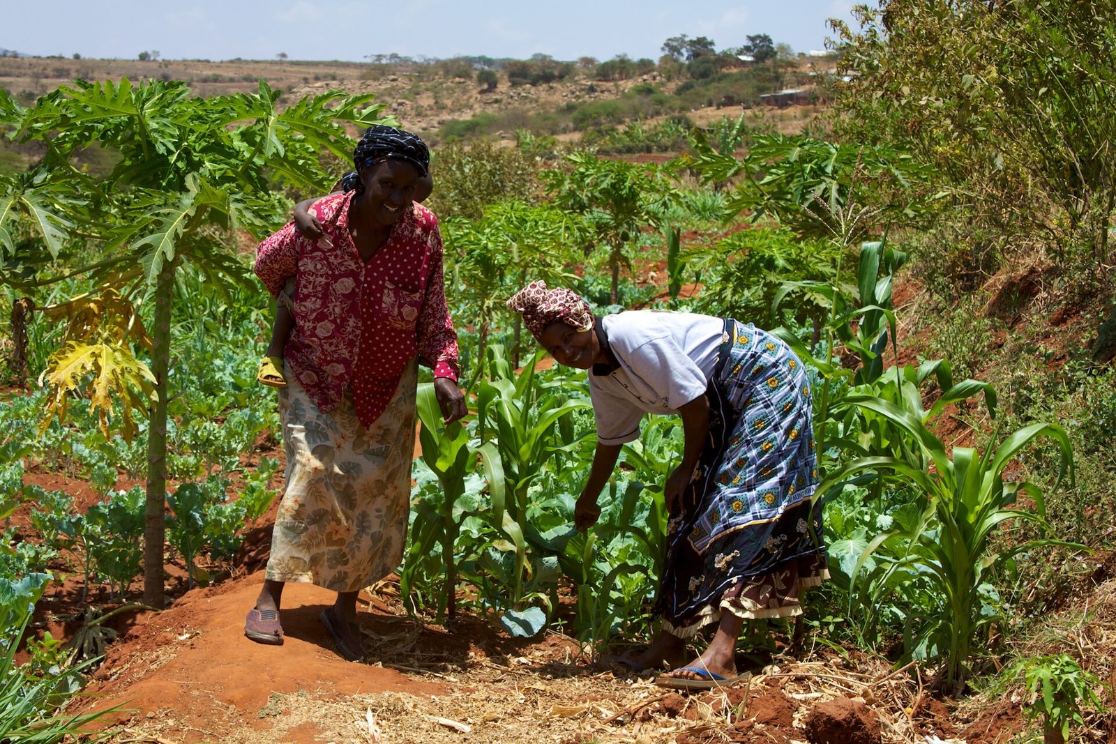 Two women of a farming group tending their plot